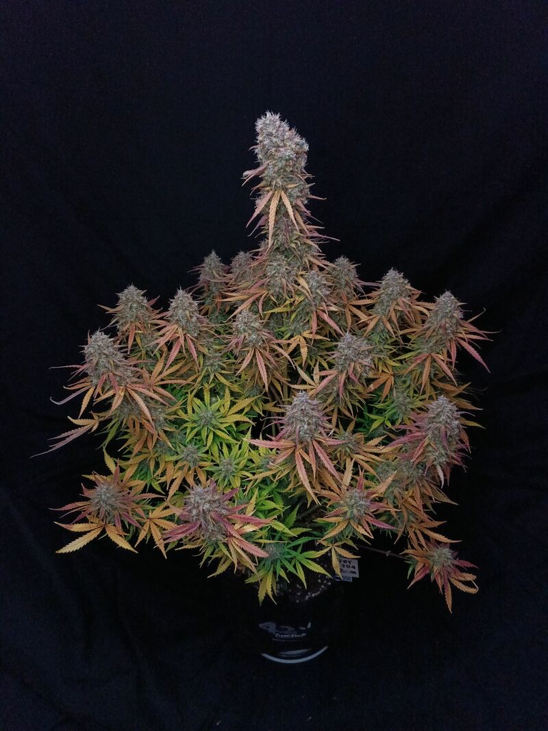 Pound Cake Auto, Фасовка: 1, изображение 25